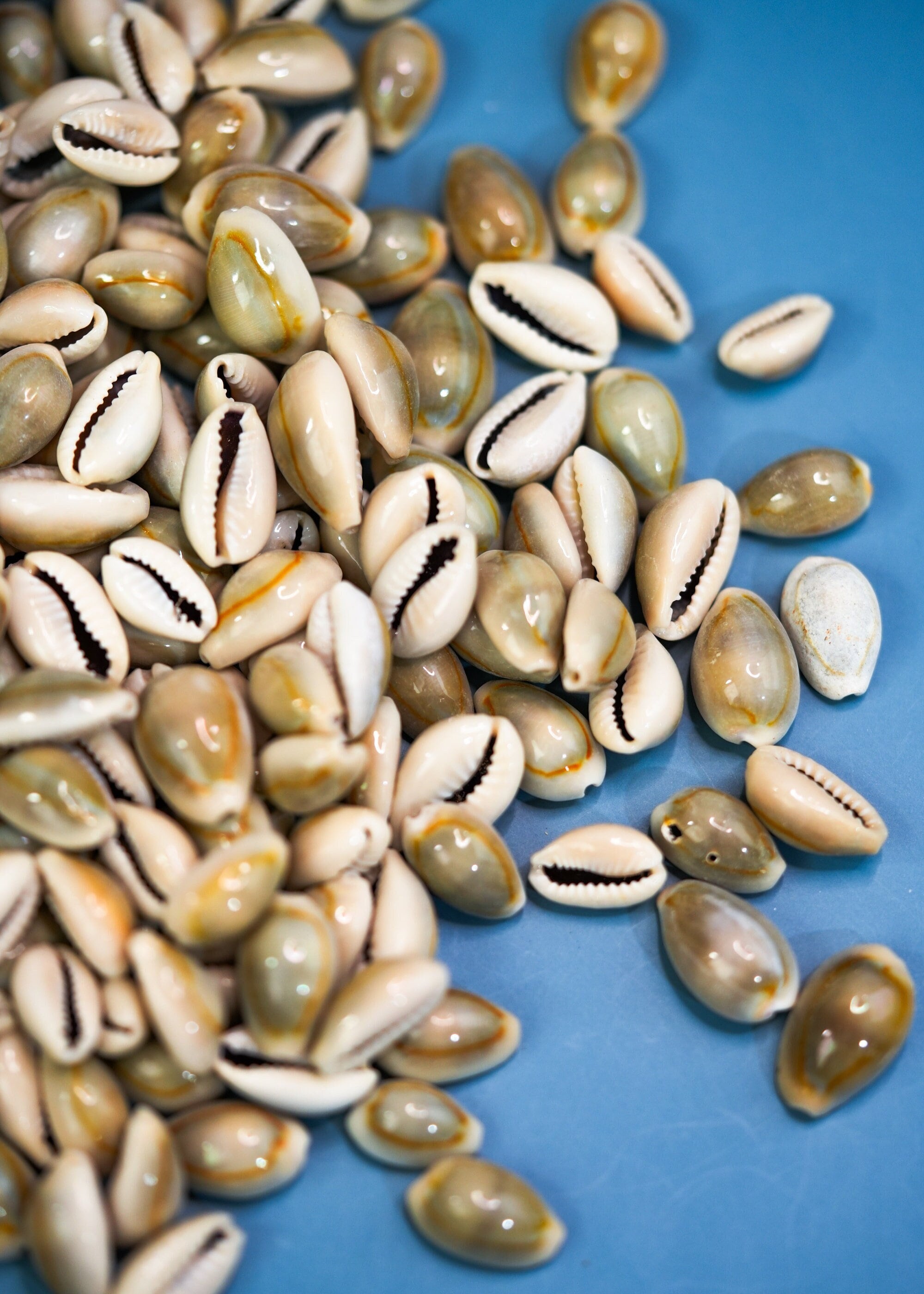 Ringtop Cowrie Shells: Assorted African Cowry Seashells, 20 Shells - Etsy