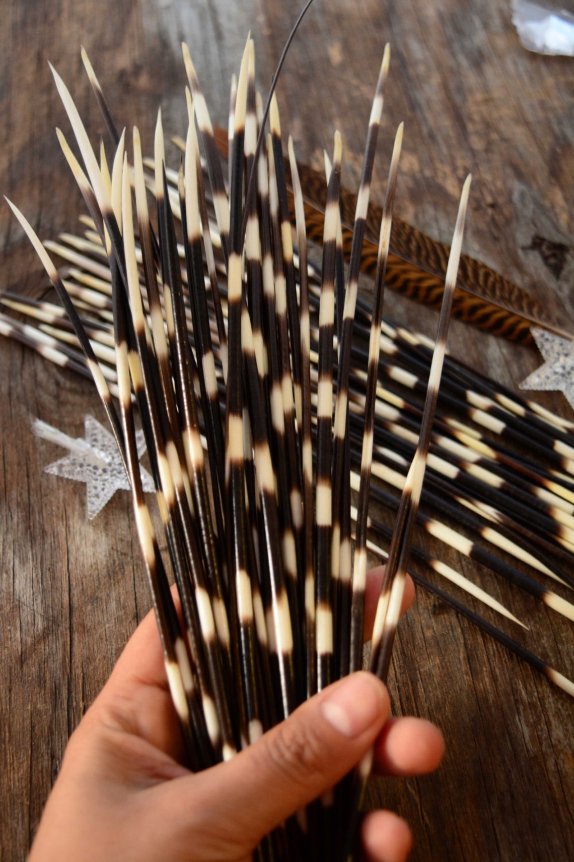 Authentic African Porcupine Quills 5 ThinLarge pcs / Etsy