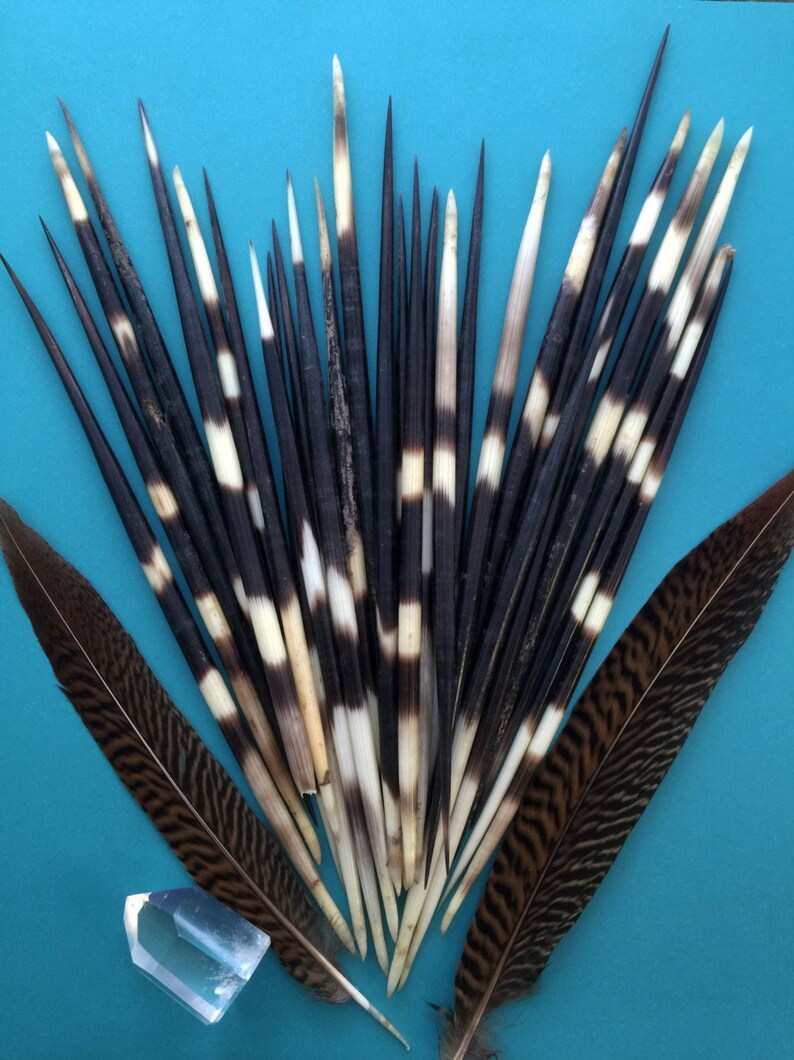 Authentic African Porcupine Quills 5 Medium pcs / 57 Etsy