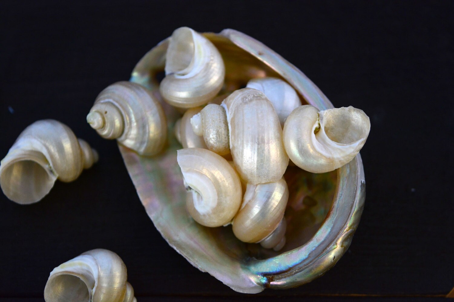 Small Turbo Pearl Seashell 6 pieces / Pearl Spiral Shells | Etsy
