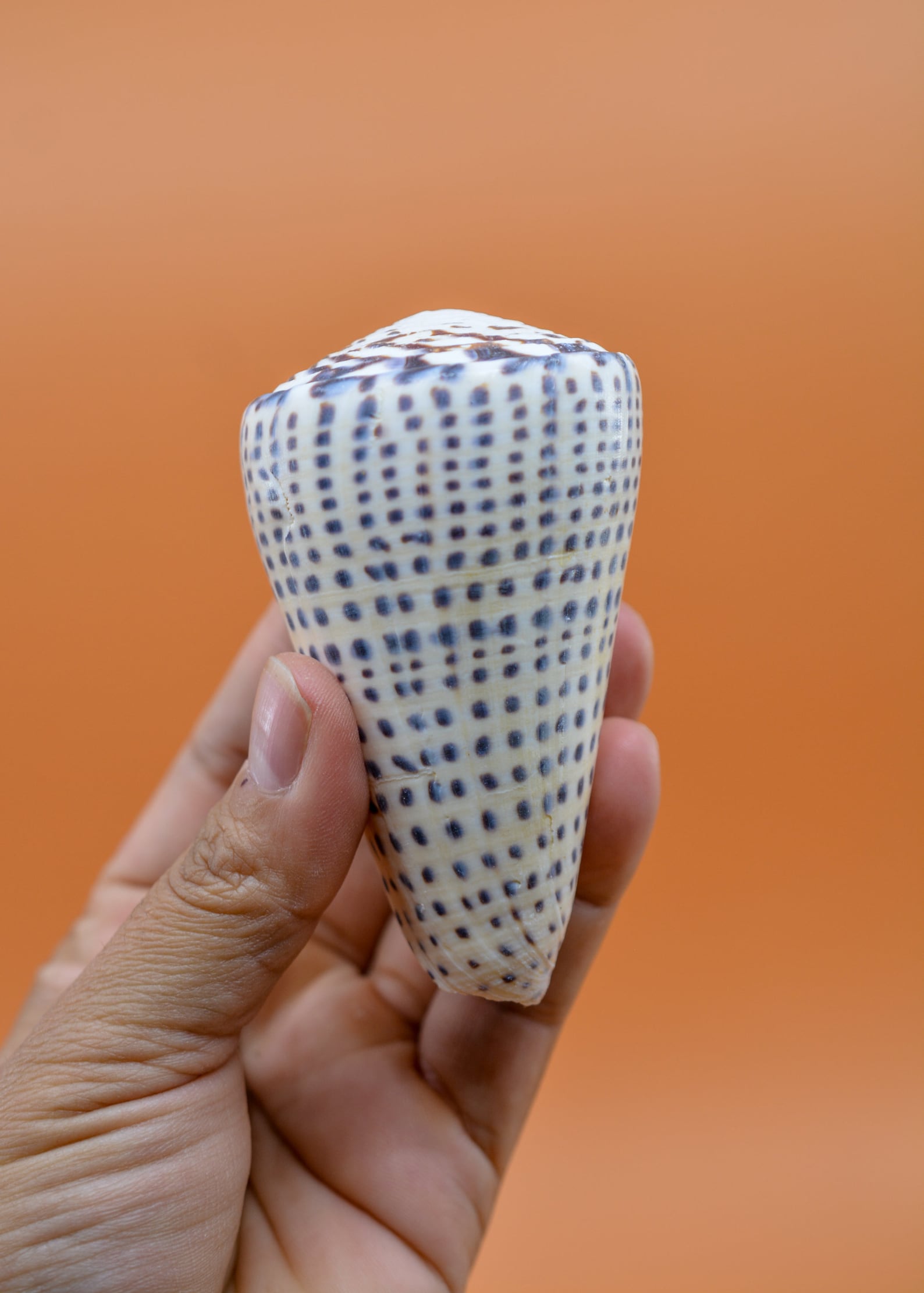 Sea Shell Cone Surat Cone Shell: Large White and Brown Surat Cone Sea Shells, 1 Pc ...