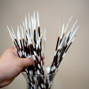 10-Pack Assorted Porcupine Quills For Jewelry Making, Hair Sticks, Weaving & Craft DIY 9 thumbnail image