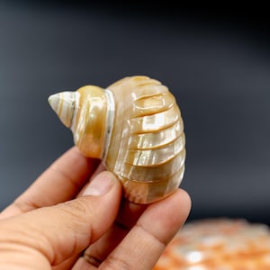 May include: A pearlescent, spiral-shaped seashell with a pointed tip. The shell has a light brown and white colour scheme with a textured surface. The shell is held in a hand against a dark background. The overall theme is coastal decor.