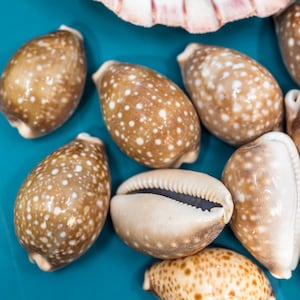 Cypraea asellus タカラガイ ~15/19 mm~標本貝殻~ (各)~ - Etsy 日本