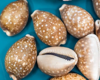 Cypraea Vitellus 鹿の子タカラガイ タカラガイの貝殻 1-1/2