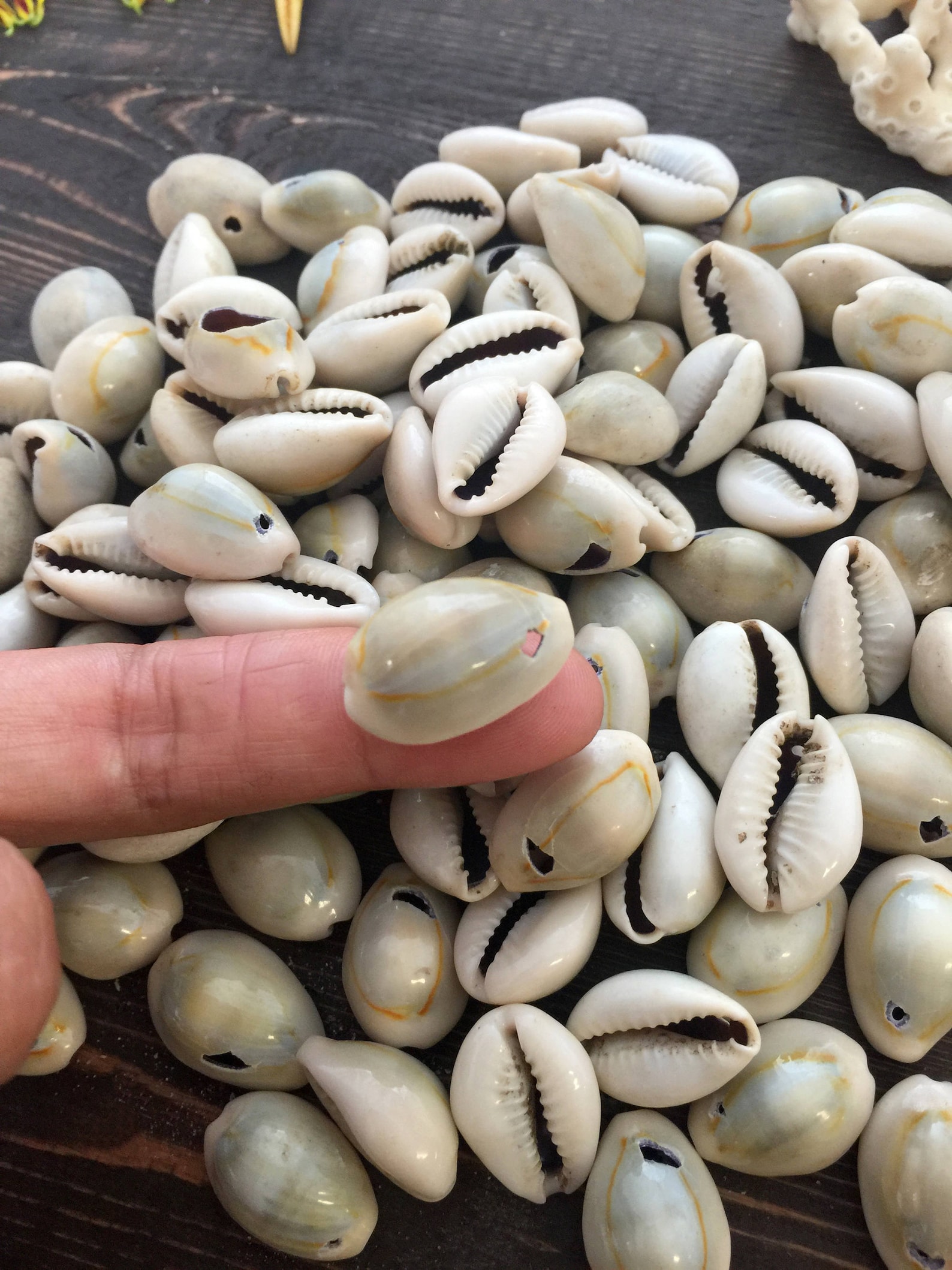 Natural Cowrie Shells from Kenya 1 Hole 10 pieces 14x23mm / Etsy