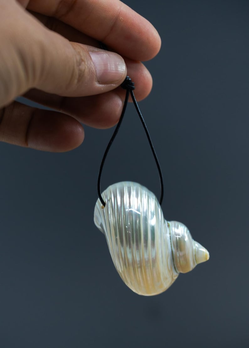 Turbo Shells: High Polished Pearlized Delphinula lacinata Turbo Shells, Drilled or Not, Sold by Each, Shell Necklace, Shell Earrings, Turban