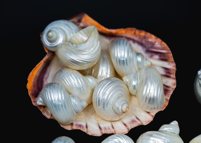 Turbo Shells: High Polished Pearlized Delphinula lacinata Turbo Shells, Drilled or Not, Sold by Each, Shell Necklace, Shell Earrings, Turban
