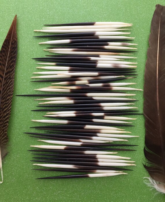  PEPPERLONELY 10PC South Africa Porcupine Quills (4 Inch ~ 6  Inch) : Arts, Crafts & Sewing