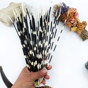 Authentic African Porcupine Quills, 5 pcs, 9-12 long quills, Quill Needles for Quillwork, Quills for Hats, Quills for Jewelry, Beads image 2