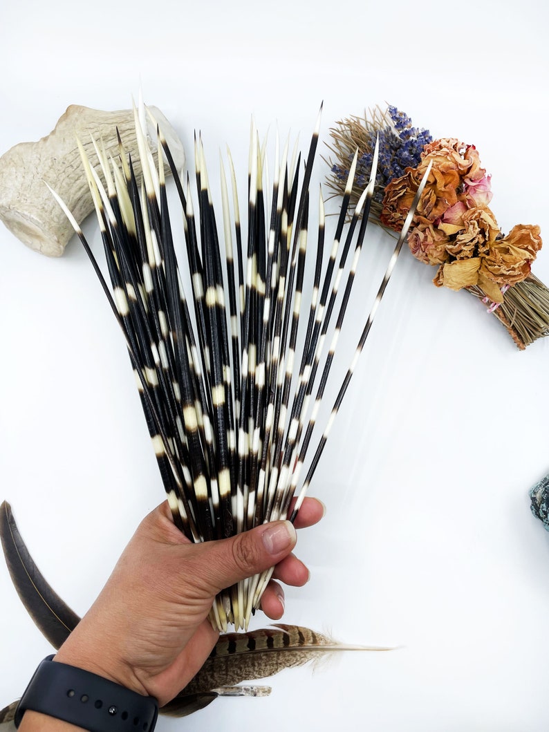 Authentic African Porcupine Quills, 5 pcs, 9-12 long quills, Quill Needles for Quillwork, Quills for Hats, Quills for Jewelry, Beads image 2