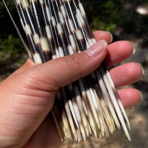 Authentic African Porcupine Quills, 5 pcs, 9-12 long quills, Quill Needles for Quillwork, Quills for Hats, Quills for Jewelry, Beads image 8