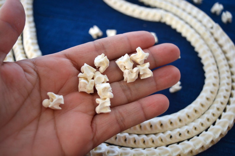 The Brianna Long Necklace: Long Snake Vertebrae Necklace in White, Real Snake Vertebrae, 7-12mm, 35 plus, 90-100 beads, Tribal Jewelry image 3