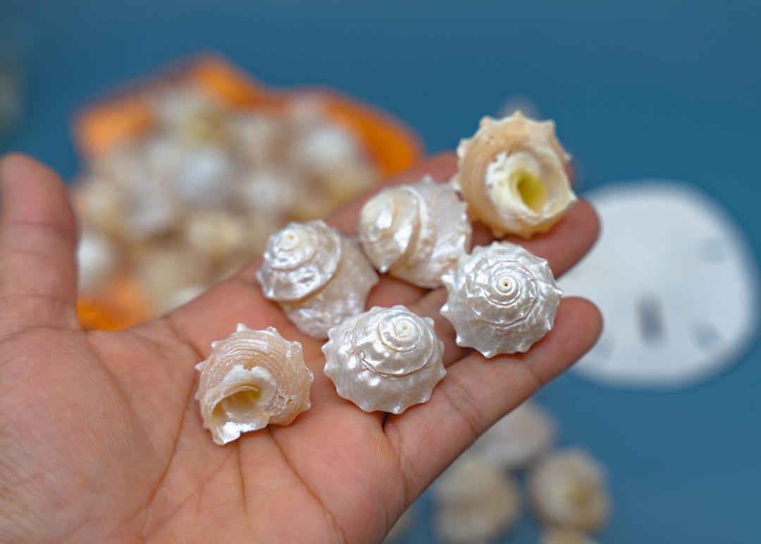 Pearled Spurred Turban Shells – Set of 5 Turbo Shells, Astraea Calcar ...
