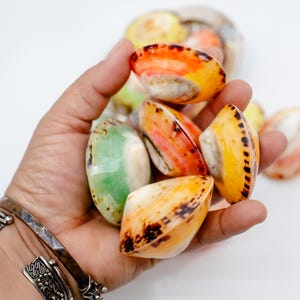 Polished Vibrant Limpet Shell Pairs, 1 Shell, 2 to 2.5 inches | Handpicked Natural Seashells for Jewelry, Crafts and Coastal Decor