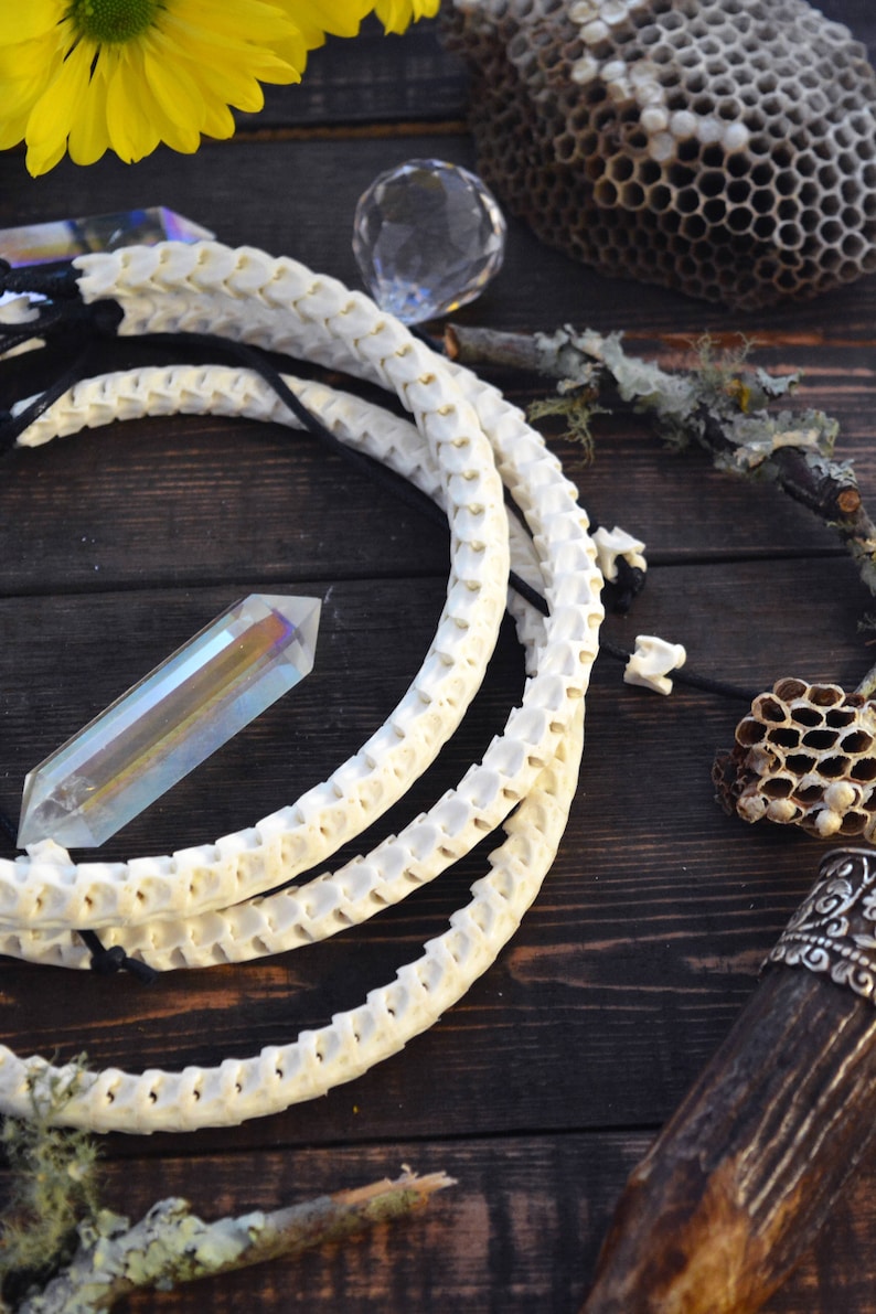White Real Snake Vertebrae Natural Bone Beads One Choker Etsy