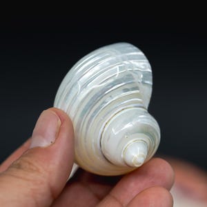 Turbo Shells: High Polished Pearlized Delphinula lacinata Turbo Shells, Drilled or Not, Sold by Each, Shell Necklace, Shell Earrings, Turban