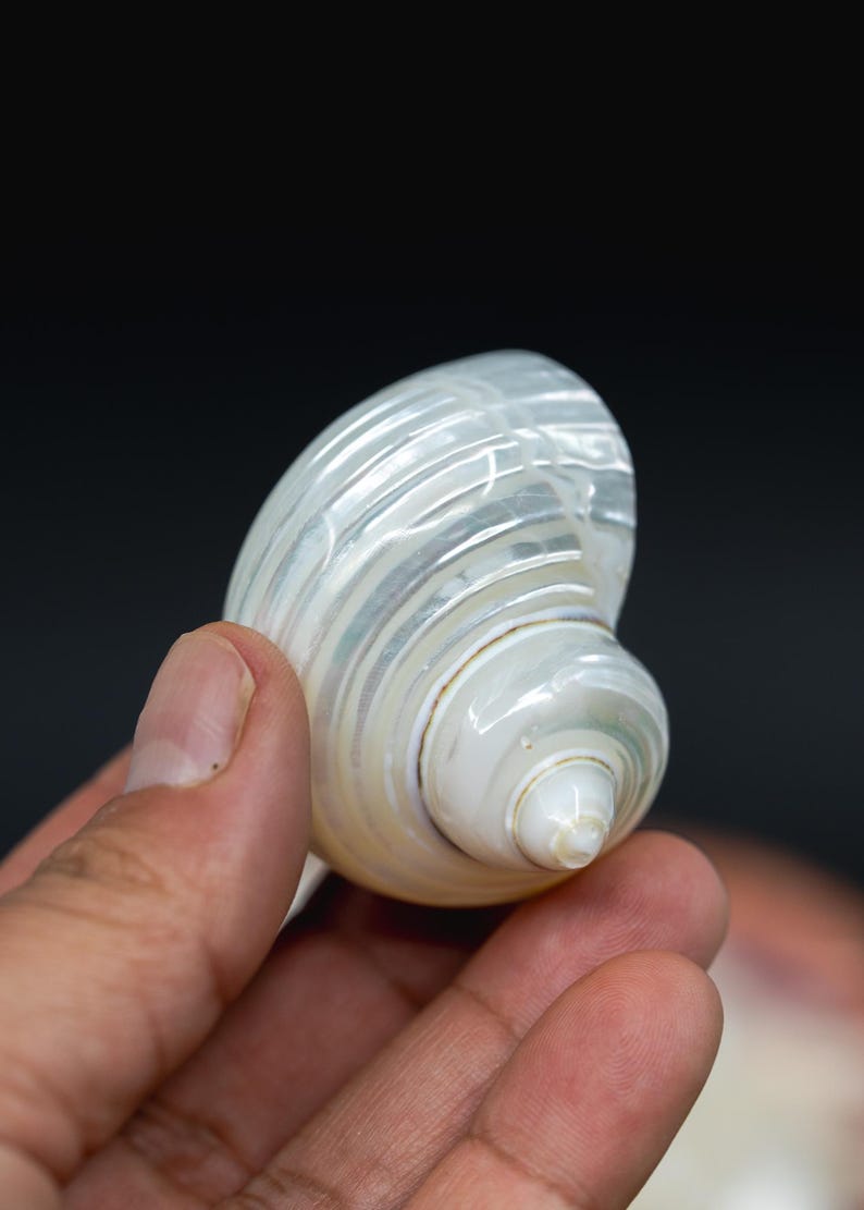Turbo Shells: High Polished Pearlized Delphinula lacinata Turbo Shells, Drilled or Not, Sold by Each, Shell Necklace, Shell Earrings, Turban
