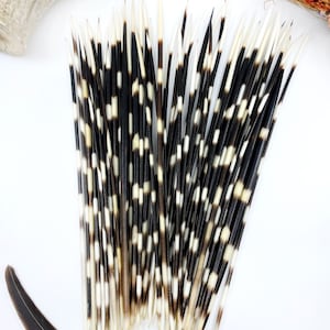 Authentic African Porcupine Quills, 5 pcs, 9-12 long quills, Quill Needles for Quillwork, Quills for Hats, Quills for Jewelry, Beads image 4