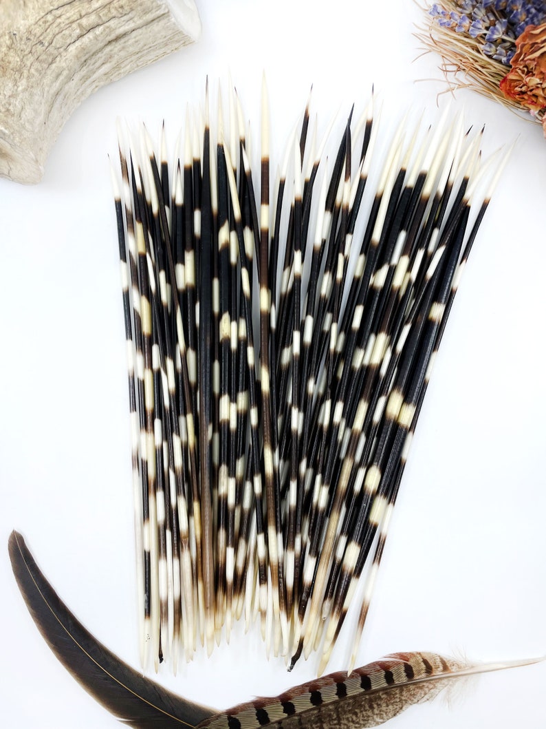 Authentic African Porcupine Quills, 5 pcs, 9-12 long quills, Quill Needles for Quillwork, Quills for Hats, Quills for Jewelry, Beads image 4