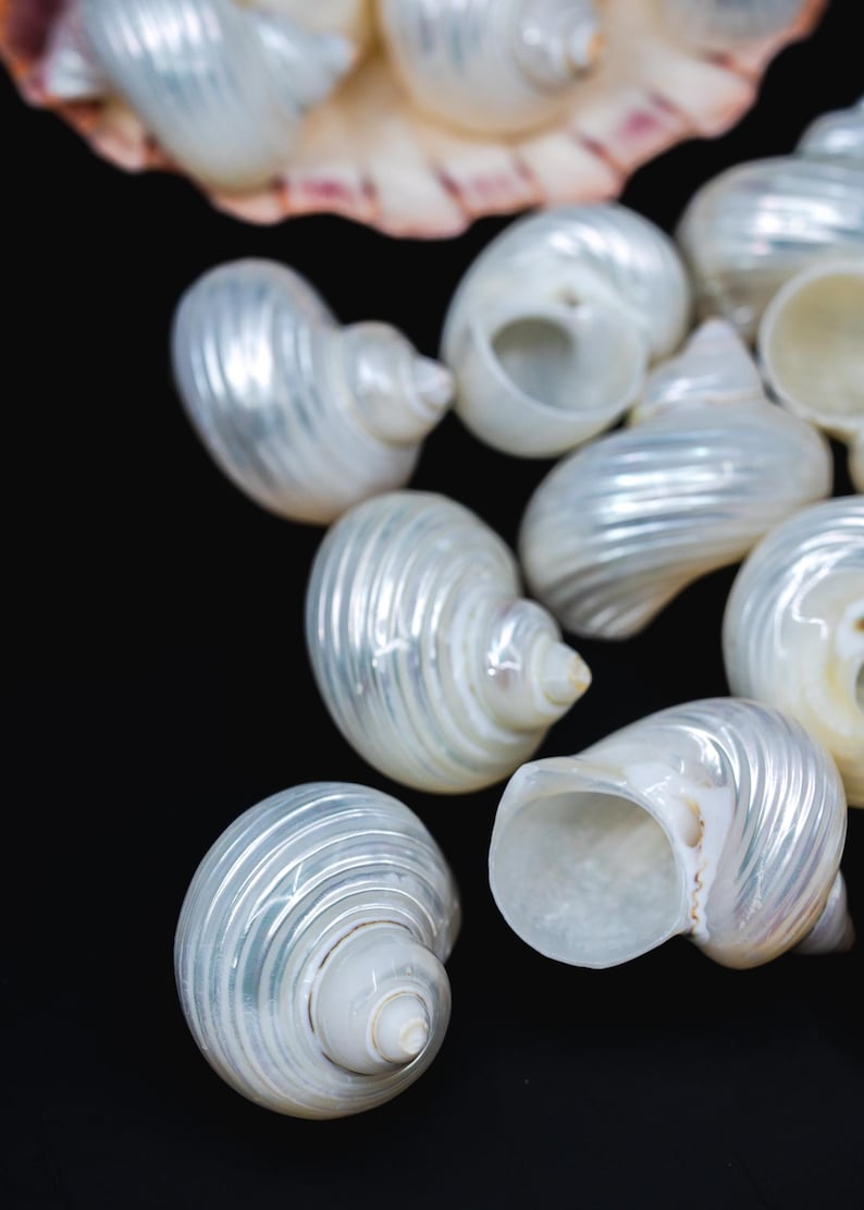 Turbo Shells: High Polished Pearlized Delphinula lacinata Turbo Shells, Drilled or Not, Sold by Each, Shell Necklace, Shell Earrings, Turban