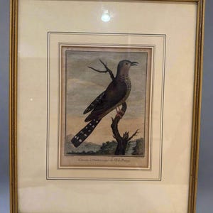May include: Framed vintage bird print. The artwork features a detailed illustration of a bird perched on a branch, with a landscape background. The print is in a gold-coloured frame, adding a classic touch to the artwork. The bird has a dark body and a spotted tail.