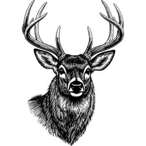 Peut inclure: Illustration en noir et blanc détaillée d'une tête de cerf. Le cerf a de grands bois et une texture de fourrure détaillée. L'image est un gros plan, se concentrant sur le visage et le haut de la poitrine du cerf, avec un fond blanc.