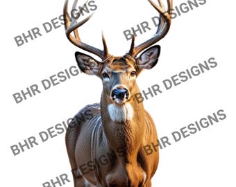 Cerf de Virginie dessin photo jpg svg png pdf