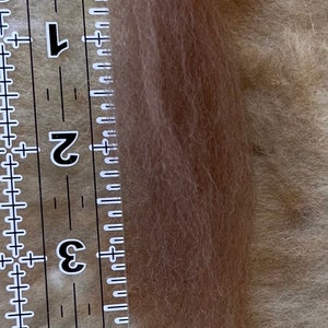 K&ouml;nnte beinhalten: Nahaufnahme eines Lineals, das eine Stelle mit hellbraunem Fell misst. Das Lineal ist in Zoll unterteilt, wobei die Zahlen 1 bis 4 sichtbar sind.