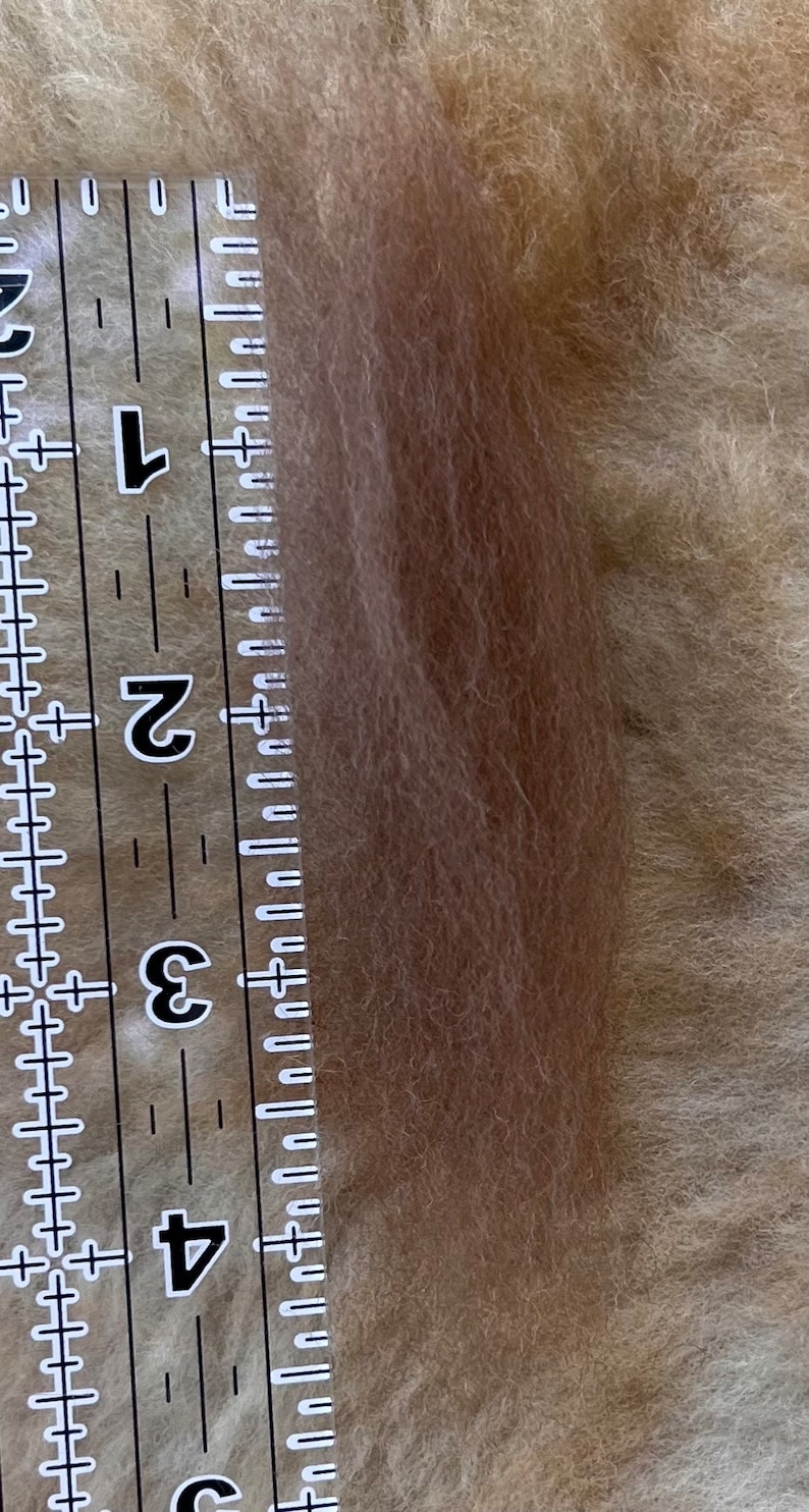 K&ouml;nnte beinhalten: Nahaufnahme eines Lineals, das eine Stelle mit hellbraunem Fell misst. Das Lineal ist in Zoll unterteilt, wobei die Zahlen 1 bis 4 sichtbar sind.