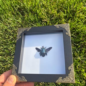 May include: A framed insect display featuring a dark-colored bee with iridescent wings. The black frame has ornate gold-colored corner accents. The display is set against a white background, with a green grass background.