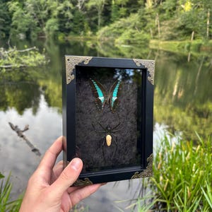 May include: A rectangular black shadow box frame with ornate gold-toned metal corner accents containing a preserved butterfly with black and teal wings positioned above a black spider with a light-colored abdomen mounted on a dark textured background.