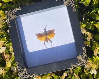 May include: A framed insect specimen with a black frame and ornate gold corner accents. The insect has brown and yellow wings and is mounted on a white background. The frame is square and sits among green foliage.