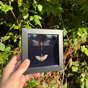 May include: A square black frame containing two preserved insects mounted against a dark blue velvet background. The top insect is a long-bodied dragonfly with translucent wings, and the bottom insect is a smaller, lighter-colored winged specimen.