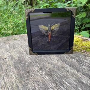 May include: A square black display frame with ornate bronze-colored metal corner accents containing a preserved insect specimen. The insect features translucent wings with yellow spots and a segmented body with alternating black and red bands.