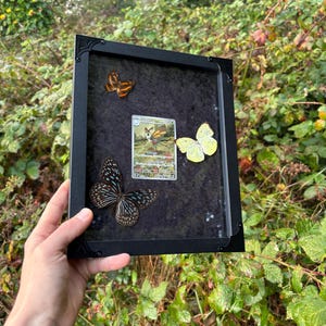 May include: A rectangular black frame containing a central trading card featuring a butterfly-like creature, flanked by three preserved butterflies: one small orange and black, one large dark brown with blue spots, and one pale yellow butterfly.