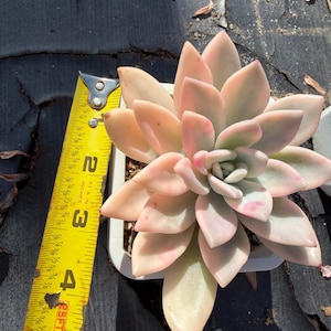 Echeveria opalina variegated 4.5"