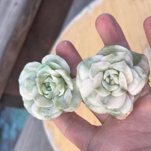 Echeveria lovely rose variegated 3&quot;  可爱玫瑰锦