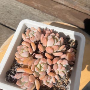 Echeveria Laui x Clavatum 6&quot; 冷香