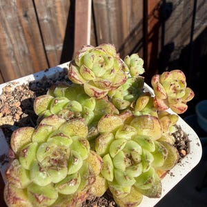 May include: A cluster of light green succulent rosettes with reddish-brown tips and speckled markings, planted in a square white container filled with small, coarse gravel soil. The plants feature thick, fleshy leaves arranged in tight layers.