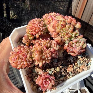 May include: A crested succulent plant with dense, fleshy, pink and orange-tinted leaves growing in a white square plastic pot filled with small, multi-colored gravel. The plant features a clustered, ruffled texture with visible red tips.