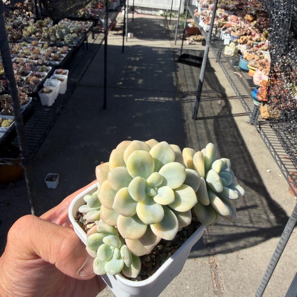 Echeveria clavatum SP Variegated 3" 洛神锦