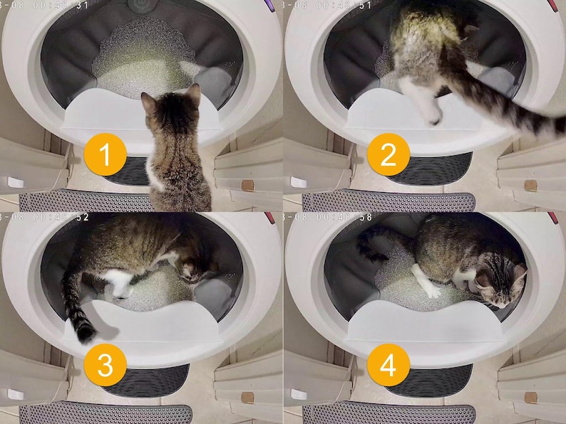 Op de afbeelding: Een witte, ovaalvormige automatische kattenbak met een grijze binnenbak gevuld met kattengrit. Vier opeenvolgende panelen tonen een cyperse kat die de unit betreedt, op de grijze vloer stapt en zich binnen de afgesloten ruimte beweegt.