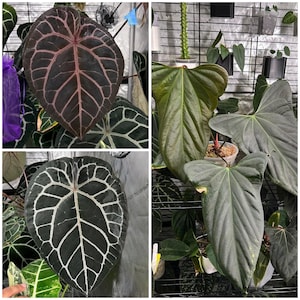 Könnte beinhalten: Eine Collage verschiedener Anthurium-Pflanzenblätter. Die Blätter zeigen eine Reihe von Farben, von tiefem Burgunderrot mit rosa Adern bis zu dunklem Grün mit weißen Adern. Die Blätter haben eine Herzform und werden in einer Gärtnerei gezeigt.