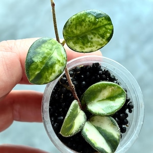 Può includere: Una piccola pianta di Hoya in un vaso di plastica trasparente. La pianta ha foglie verdi ovali con variegature bianche. Le foglie sono disposte attorno a un sottile stelo marrone. Il vaso contiene terra nera.