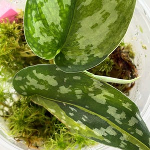 Puede incluir: Un esqueje de planta Scindapsus pictus con dos hojas en forma de corazón que presentan centros de color verde oscuro y manchas variegadas de color gris plateado. La planta está enraizada en un recipiente de plástico transparente con musgo.
