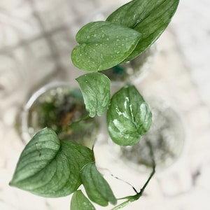 May include: Close-up of a Scindapsus pictus plant with several heart-shaped, green leaves. The leaves have a silvery sheen and water droplets. The plant is in a clear container, and the background is a blurred white and gray.