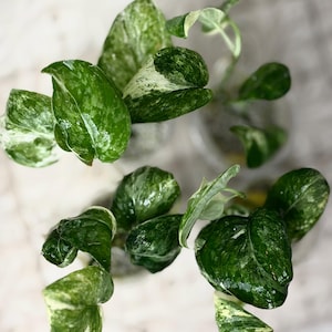 Puede incluir: Vista aérea de una planta con hojas grandes y brillantes de color verde con variegaciones blancas y crema. Las hojas tienen varias formas y tamaños, algunas parecen tener forma de corazón. La planta está en un recipiente transparente, sobre un fondo claro y neutro.