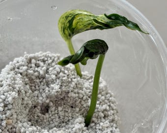 Teruno Lovesong Epipremnum aureum Pothos, stek met 1-2 bladeren in perliet, Growers Choice, zeldzame variëteit