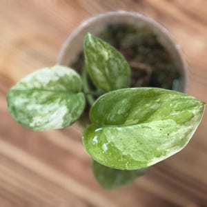 Puede incluir: Una pequeña planta en maceta con hojas en forma de corazón que presentan patrones jaspeados de verde claro, verde oscuro y blanco crema. La planta está contenida en una maceta redonda de color claro con tierra oscura, vista desde arriba.